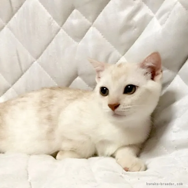 ID：1706-00248の子猫