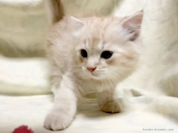 ID：2105-00460の子猫