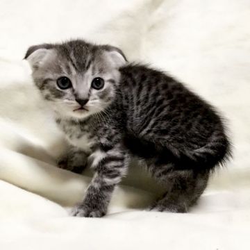 マンチカン(長足)【茨城県・男の子・2018年11月7日・シルバータビー】の写真「垂れ耳のかわいい男の子♪」