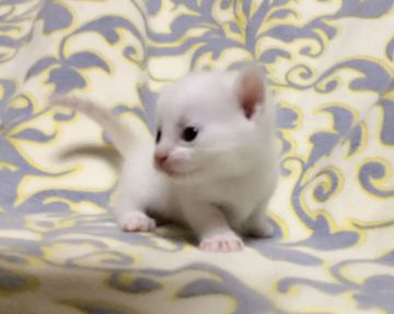 マンチカン(短足)【茨城県・男の子・2018年9月14日・クリームリンクスポイント】の写真「人懐っこい男の子♪  短足くん♪」