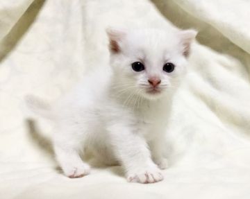 マンチカン(短足)【茨城県・男の子・2018年4月26日・クリームリンクスポイント】の写真「期間限定♪ 甘えん坊な男の子♪」