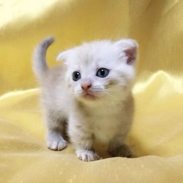 マンチカン【茨城県・女の子・2017年5月10日・レッドタビー】の写真「甘えん坊な女の子♪  短足ちゃん♪」