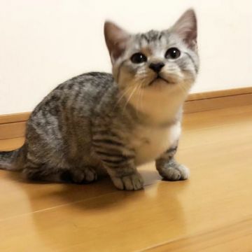 ミヌエット【茨城県・男の子・2019年7月25日・シルバータビー】の写真「期間限定価格♪   極短足です♪」