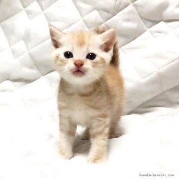 マンチカン【茨城県・男の子・2017年1月1日・クリームタビー】の写真「ご家族様決定いたしました♪」
