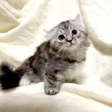 マンチカン(短足)【茨城県・女の子・2022年5月18日・ブラウンパッチドタビー（ロングヘア）】の写真「甘えん坊な女の子♪」