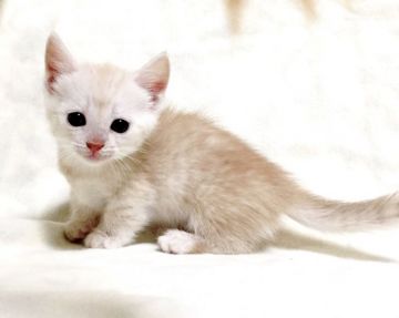 マンチカン(短足)【茨城県・女の子・2019年4月29日・クリームタビー】の写真「優しい女の子♪  短足ちゃん♪」