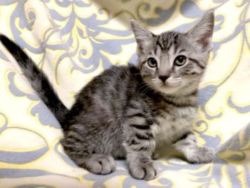 マンチカン(短足)【茨城県・男の子・2022年1月10日・シルバータビー】の写真「マイペースな男の子♪ 短足くん♪」