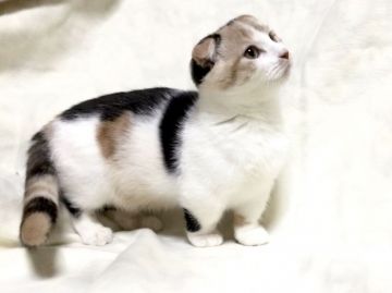 マンチカン(短足)【茨城県・女の子・2018年8月13日・キャリコ】の写真「お上品な女の子♪  極短足ちゃん♪」