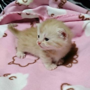 マンチカン【茨城県・男の子・2016年12月22日・レッドタビー】の写真「とっても可愛い男の子♪ 短足ちゃん♪」
