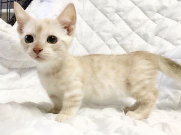 マンチカン(短足)【茨城県・男の子・2018年4月26日・レッドタビー】の写真「甘えん坊な男の子♪」