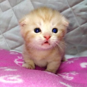 マンチカン【茨城県・男の子・2016年10月18日・レッドタビー】の写真「とっても可愛い男の子♪」