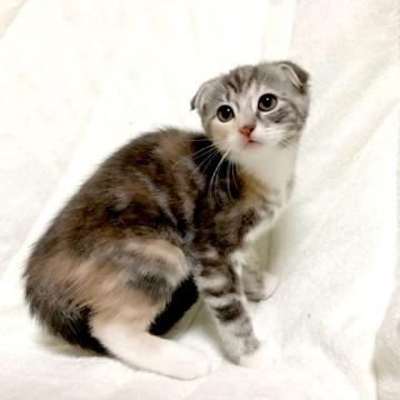 マンチカン(長足)【茨城県・女の子・2022年9月15日・トーティー】の写真「凛とした女の子♪ 長足ちゃん♪」