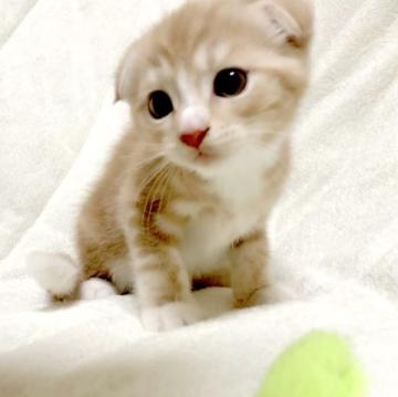 マンチカン(長足)【茨城県・男の子・2022年9月15日・レッドタビー&ホワイト】の写真「甘えん坊な男の子♪ 長足くん♪」