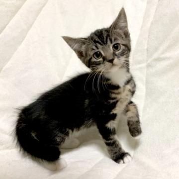 マンチカン(長足)【茨城県・女の子・2022年9月15日・ブラウンタビー&ホワイト】の写真「マイペースな女の子♪ 長足ちゃん♪」