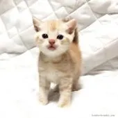 マンチカン【茨城県・男の子・2017年1月1日・クリームタビー】の写真1