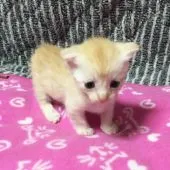 マンチカン【茨城県・女の子・2017年1月18日・レッドタビー】の写真1