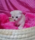 マンチカン【茨城県・男の子・2016年4月25日・】の写真1