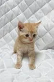 マンチカン【茨城県・男の子・2016年6月13日・】の写真2