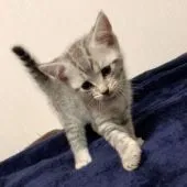 ミヌエット【茨城県・男の子・2019年7月25日・シルバータビー】の写真2