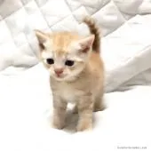 マンチカン【茨城県・男の子・2017年1月1日・クリームタビー】の写真2