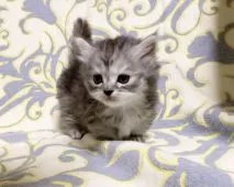 マンチカン(短足)【茨城県・女の子・2019年5月29日・シルバーパッチドタビー (ロングヘア)】の写真2