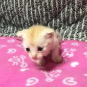 マンチカン【茨城県・女の子・2017年1月18日・レッドタビー】の写真2