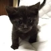 マンチカン【茨城県・男の子・2017年1月1日・ブラックスモーク】の写真2