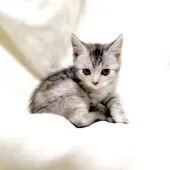 マンチカン(長足)【茨城県・女の子・2019年10月4日・シルバーパッチドタビー】の写真3