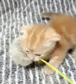 マンチカン【茨城県・男の子・2016年7月29日・】の写真4