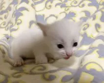 マンチカン(短足)【茨城県・男の子・2018年9月14日・クリームリンクスポイント】の写真5