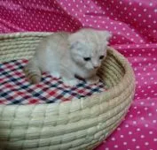 マンチカン【茨城県・男の子・2016年4月25日・】の写真5