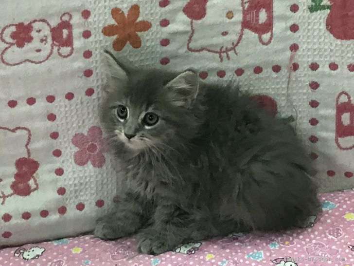 ID:1805-00986の子猫