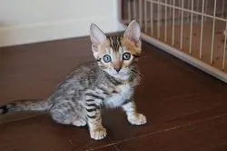 ID:1604-00672の子猫