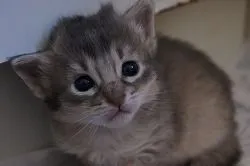 ID:1602-00437の子猫