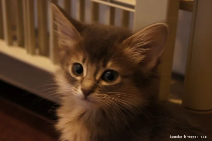 ID：1801-00085の子猫