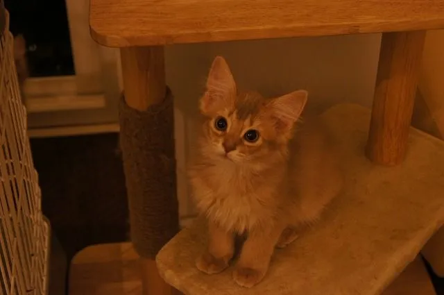 ID：1412-00045の子猫