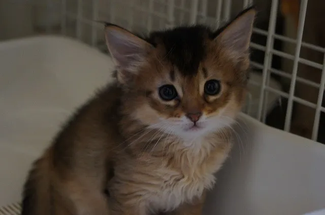 ID：1404-00199の子猫