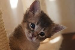 ID:1701-00132の子猫