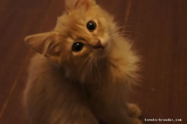 ID：1809-01191の子猫