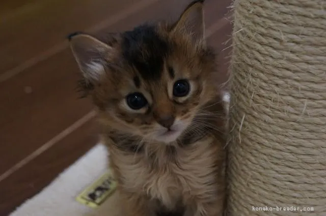 ウィン 様のお迎えした子猫