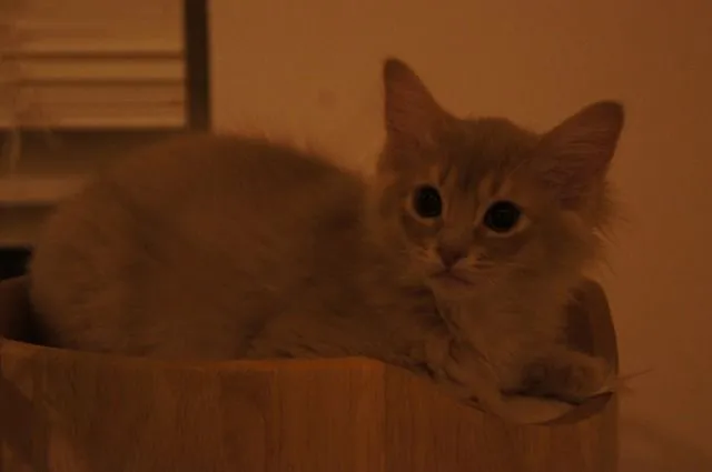 ID：1412-00183の子猫