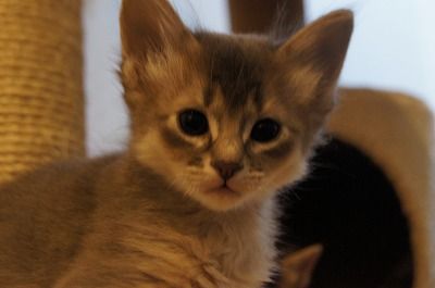ID:1701-00223の子猫
