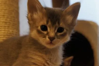 ID：1701-00223の子猫