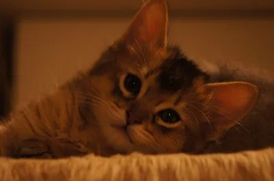 ID：1312-00143の子猫