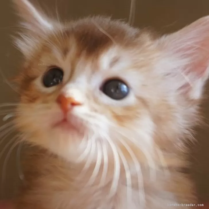 ID：2411-00389の子猫