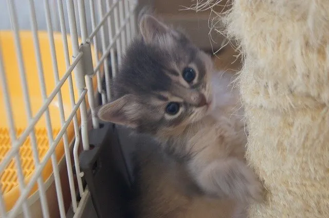 ID：1412-00049の子猫