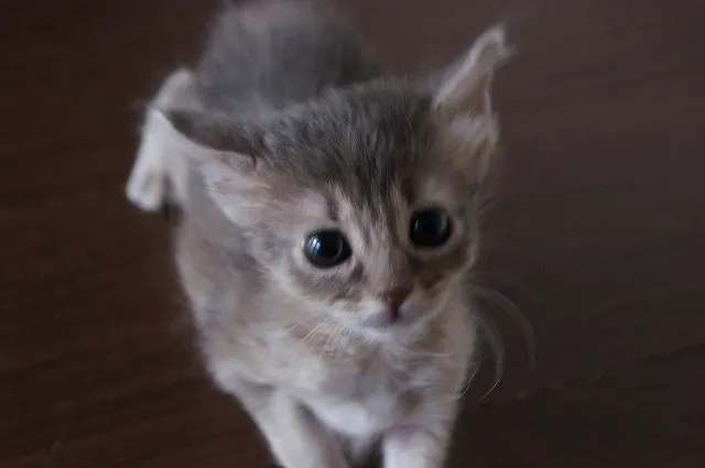 かまくら 様のお迎えした子猫