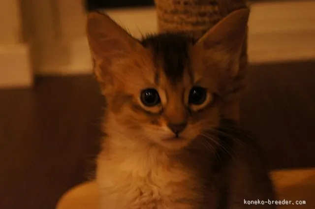 ID：1511-00007の子猫