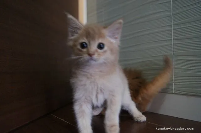 ID：2004-00066の子猫