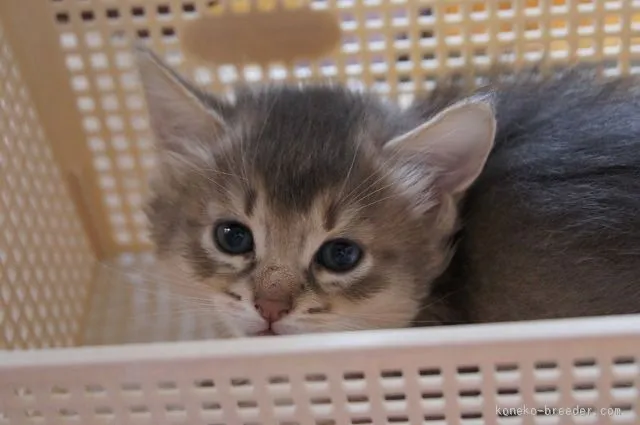 ID：1509-00388の子猫